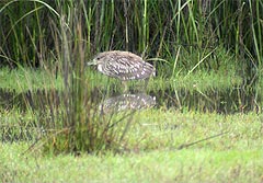 Y�haikara
